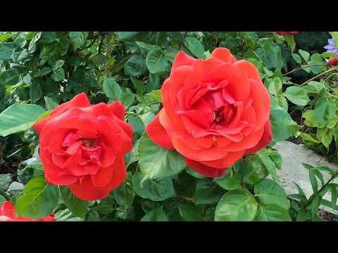 Роза парковая месье Дельбар !!! смотреть онлайн