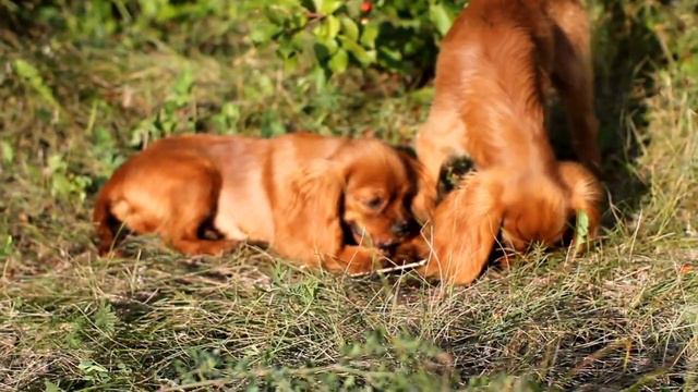 Мариус и Микеланджело