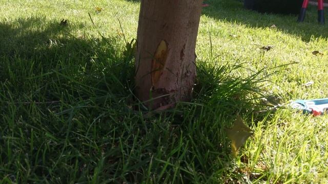 Вертициллезное увядание Verticillium