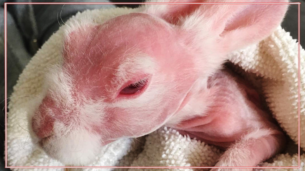 Красота, которую сразу не разглядели! Женщина спасла лысого кроху от усыпления… смотреть онлайн