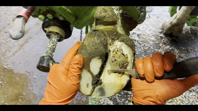 The sole of this cow's hoof was ROTTING AWAY, it smelled HORRIBLE! смотреть онлайн