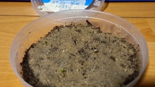 всходы через 13 дней после посева цветка -солнцецвет каменный цветок 9.03.23г. смотреть онлайн