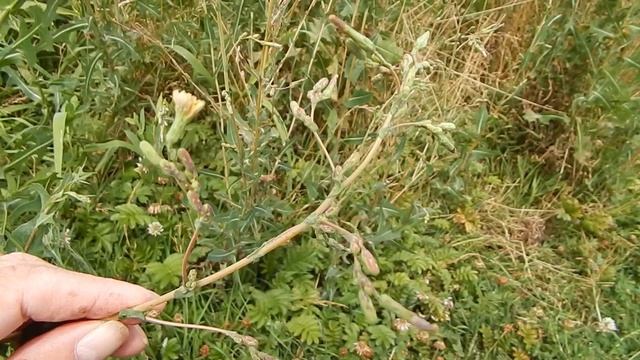 Осот желтый или полевой (Sónchus arvénsis) смотреть онлайн