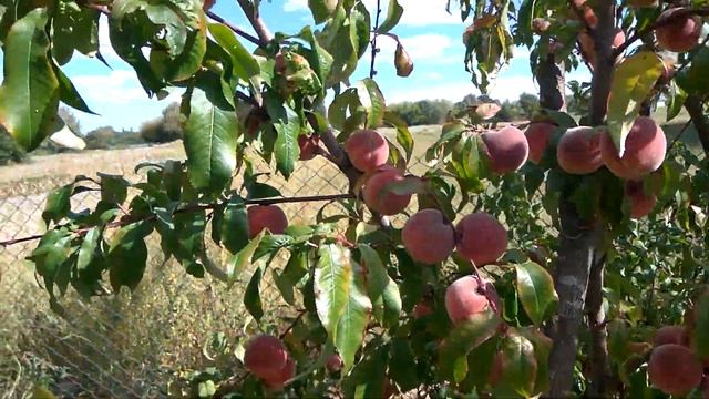 Выращивание персиков и абрикосов в северных районах возможно. Смотрите, какой урожай! смотреть онлайн