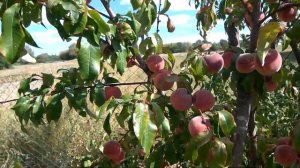 Выращивание персиков и абрикосов в северных районах возможно. Смотрите, какой урожай!