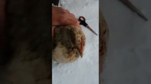 обрезка клюва у кур