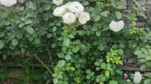 ?Роза Айсберг. ?Любуемся цветением!Описание, обрезка, подкормки.