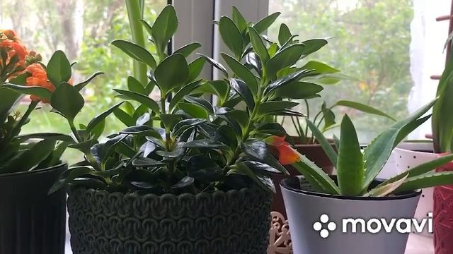 ?Комнатные растения? на подоконниках цветут и пахнут? смотреть онлайн