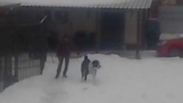 среднеазиатская овчарка смотреть онлайн