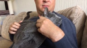 Русская Голубая кошка. Русские голубые котята!