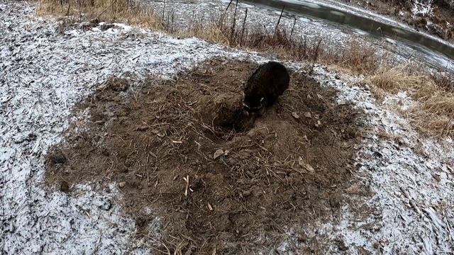 Coyote Trapping In The Snow with 2 Coyote Catches | VLOG | S4 Ep 20 смотреть онлайн