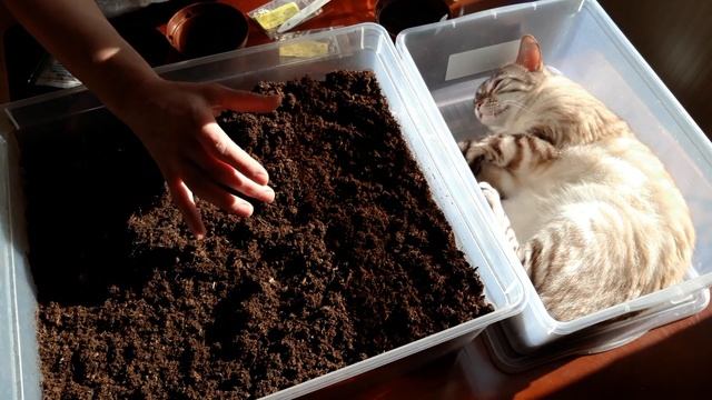 Посев гномов без пикировки смотреть онлайн