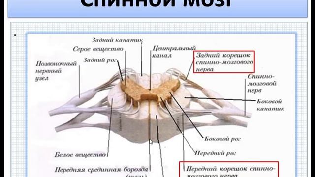 Спинной мозг. Внешнее строение. (Ч.1) Анатомия и физиология человека. смотреть онлайн