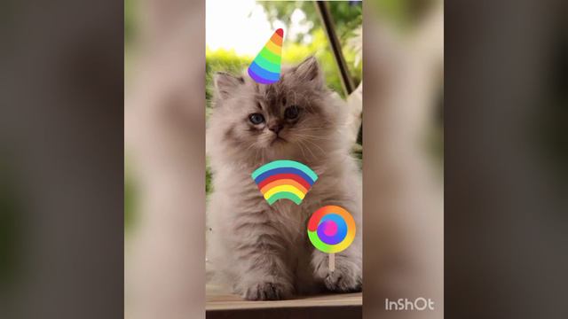 самые пушистые коты @user-nl8ed1zl8h смотреть онлайн