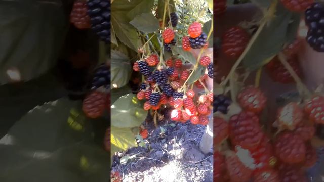 Ежевика смотреть онлайн