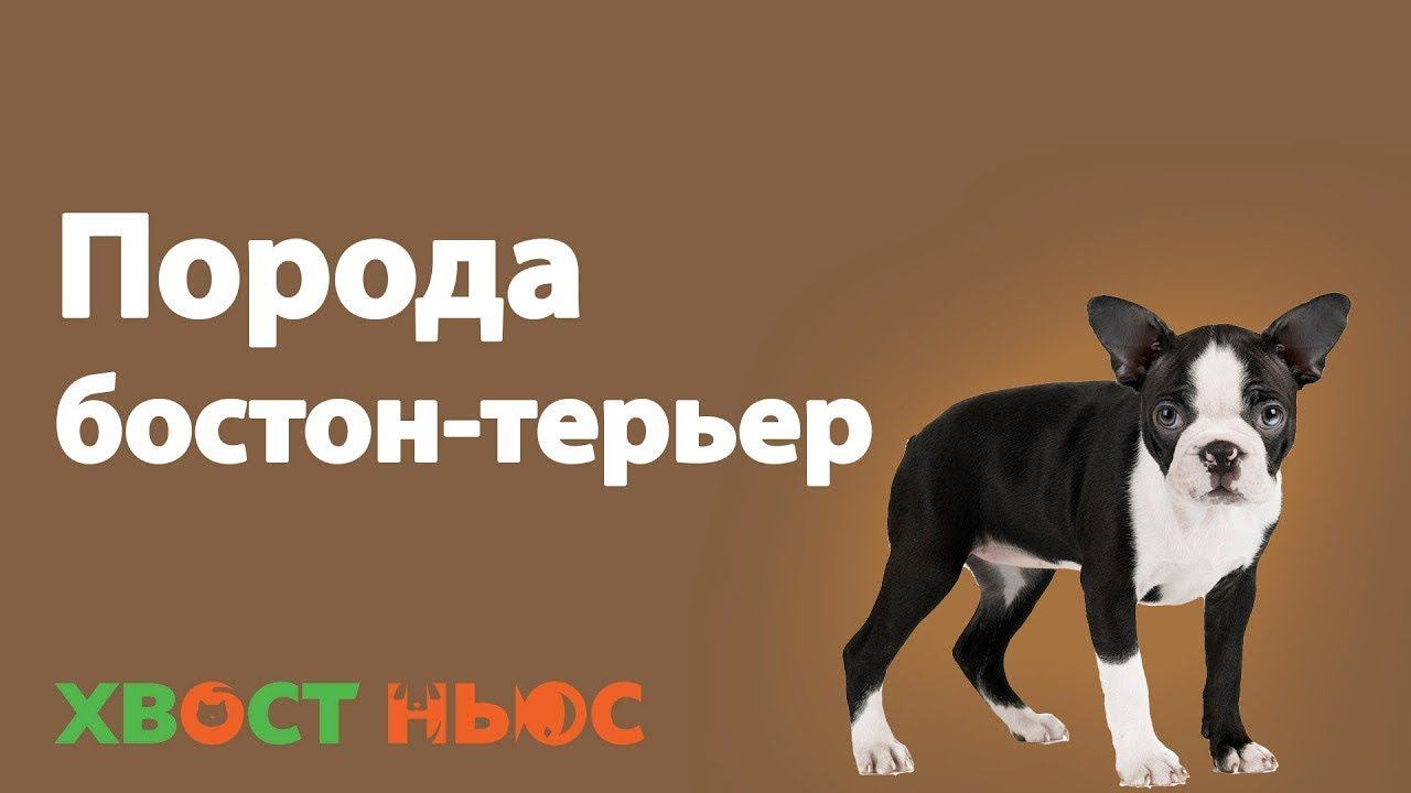 Все о породе бостон-терьер смотреть онлайн