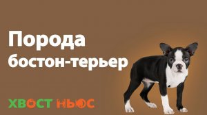 Все о породе бостон-терьер