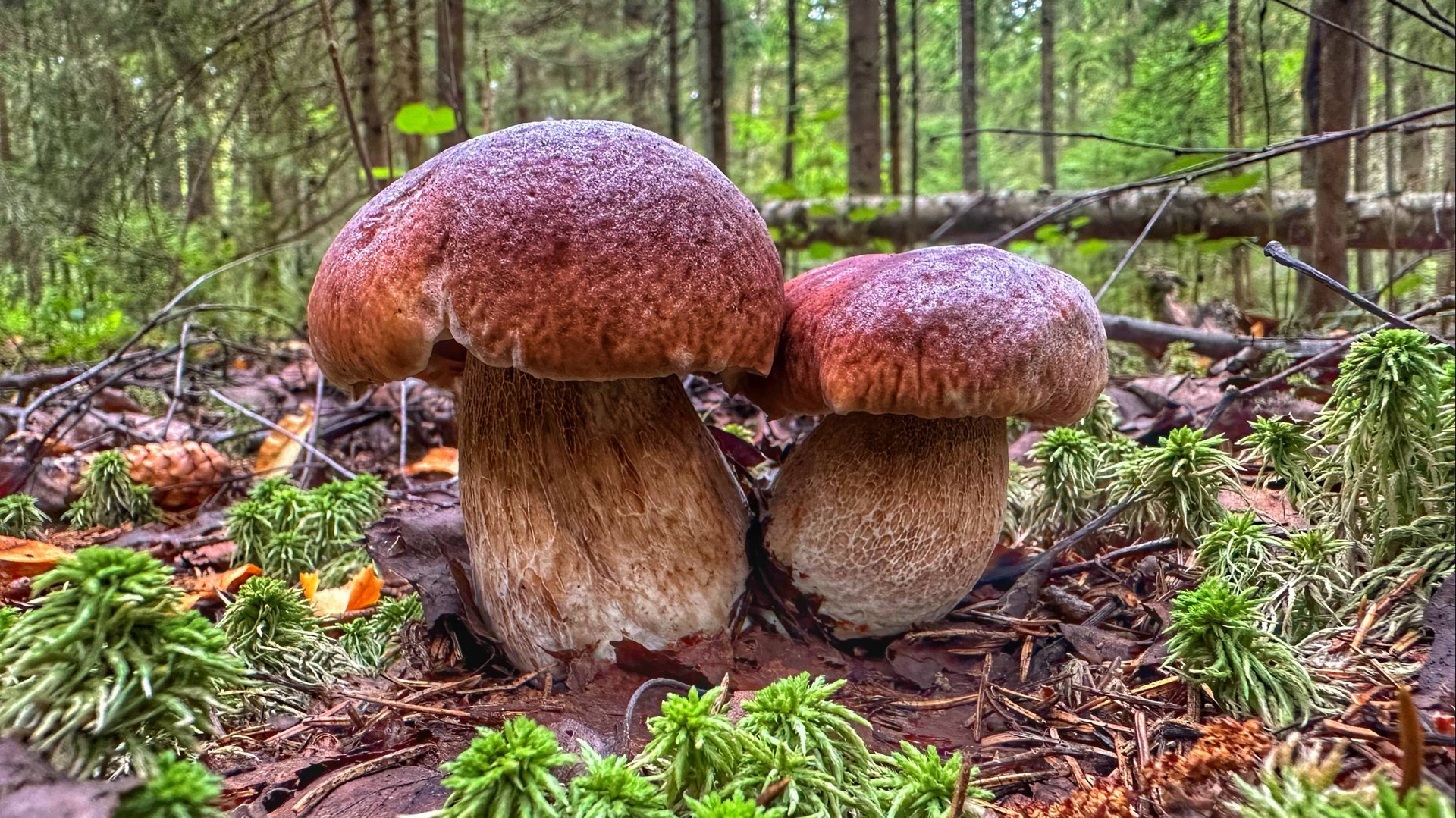 Тихая охота в еловом лесу в июле 2024. YouTube закрывают Что дальше? смотреть онлайн