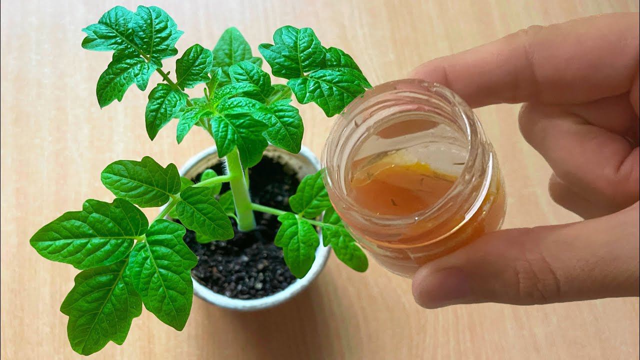 ДЕД ТАЙКОМ подливал это В РАССАДУ! Его рассаде всегда завидовала ВСЯ ДЕРЕВНЯ! смотреть онлайн