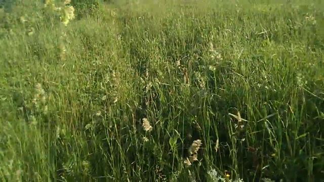 Утро в деревне. Дикая клубника. смотреть онлайн