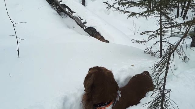 Босик в лесу