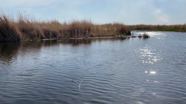 Достарыммен жыланбалық ауладық/Отличная рыбалка на змееголова /Балхаш рыбалка смотреть онлайн