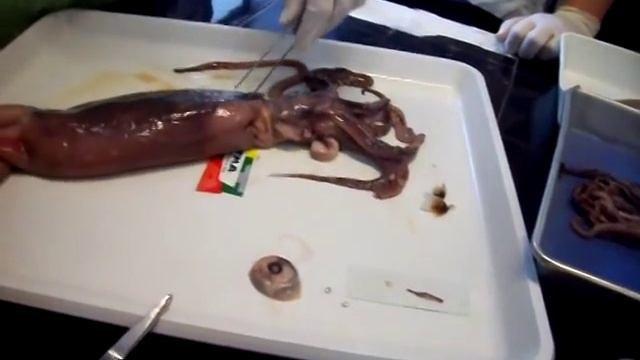 Disección de un calamar - 2011 смотреть онлайн