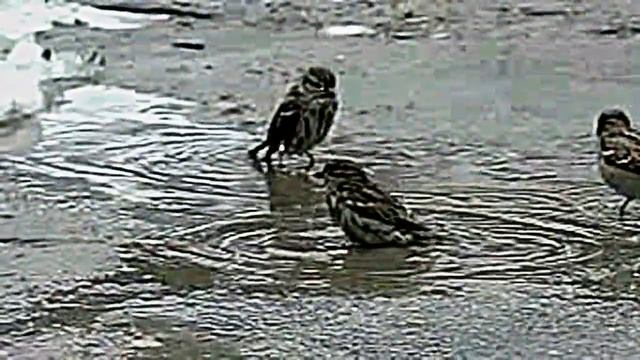 супер ролики смотреть онлайн