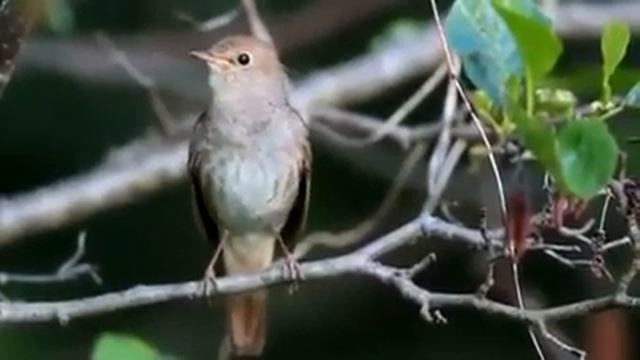 #соловей #пение_соловья Завораживающее пение соловья смотреть онлайн