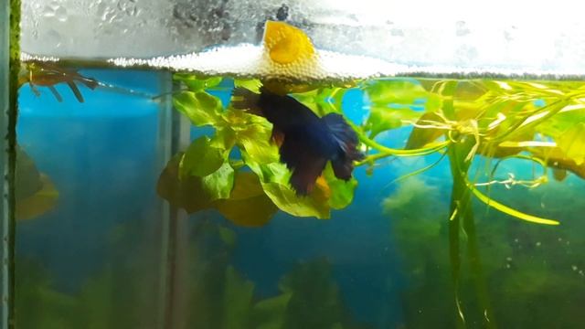 Нерест петушков в общем аквариуме? смотреть онлайн