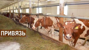 Привязное содержание молочных коров.  КФХ Овсянникова