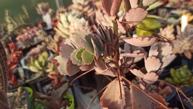 Каланхоэ Федченко (Kalanchoe fedtschenkoi): описание, уход, размножение смотреть онлайн