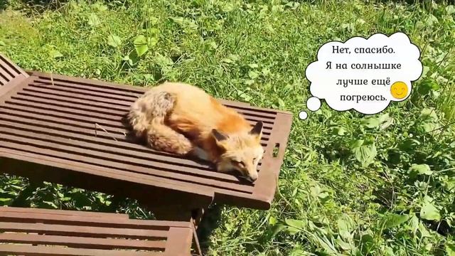 Ли Сяо / Alice the Fox Лиса Алиса (Алиса зовет в путь!!) смотреть онлайн