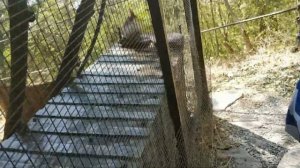 VLOG#46-ПОЕХАЛИ НА КИПАРИСОВОЕ ОЗЕРО/ВПЕРВЫЕ НА КАНАТНОЙ ДОРОГЕ/ПОСЕТИЛИ САФАРИ ПАРК