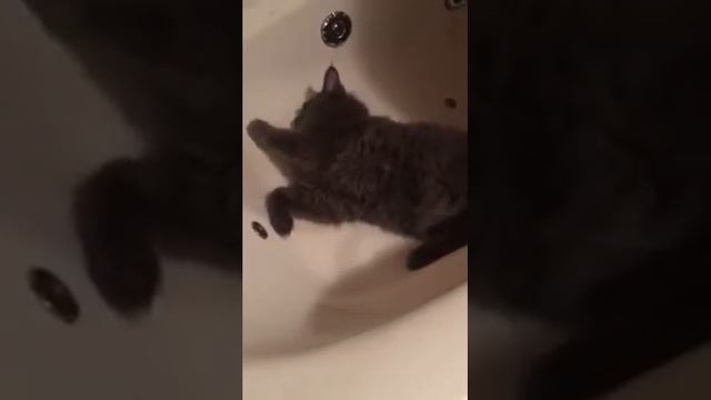 Смешная и говорливая кошечка Тиффани 5,5 месяцев смотреть онлайн