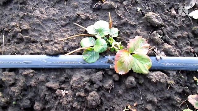Цветение клубники 7-го декабря.Открытый грунт поздней посадки. смотреть онлайн