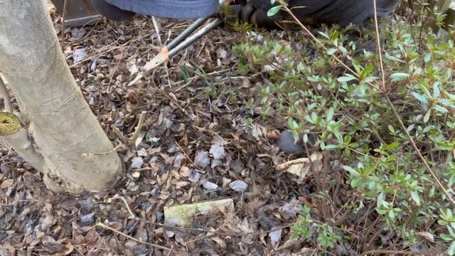 Pruning A 15' Stellata Magnolia