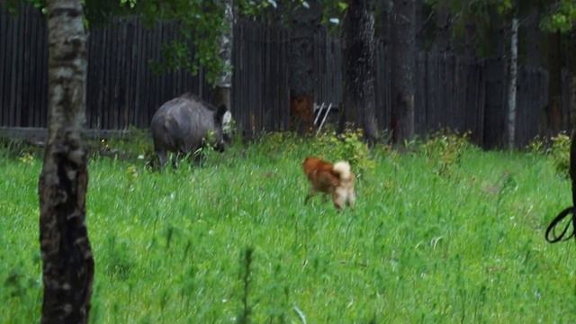Притравка по кабану. Карело-финские лайки Райда и Сойга и 4,5-месячный щенок ЗСЛ смотреть онлайн