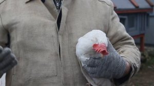 Определяем точный возраст у кур несушек.