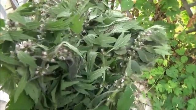 Пустырник.Заготавливаем.Завариваем... смотреть онлайн