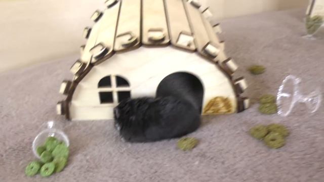 СВАДЬБА хомяков - РАЗВОД / ПОЧЕМУ хомки ДЕРУТСЯ? /Сериалы про хомяков 3 серия \ Alisa Easy Pets смотреть онлайн