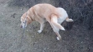 Cобака срет под эпичную музыку