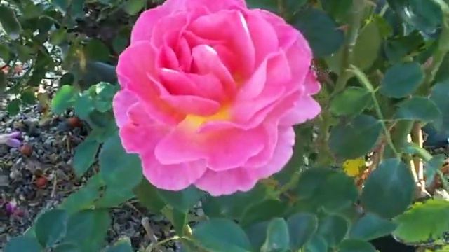 Rose Lilian Austin English.mov смотреть онлайн