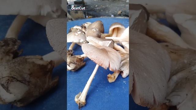 Volva Mushroom! 09054587436 смотреть онлайн