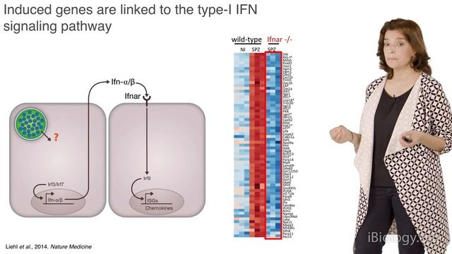 Maria Mota (IMM) 2: Plasmodium liver stage infection activates host innate immunity смотреть онлайн