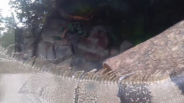 ИГУАНА смотреть онлайн