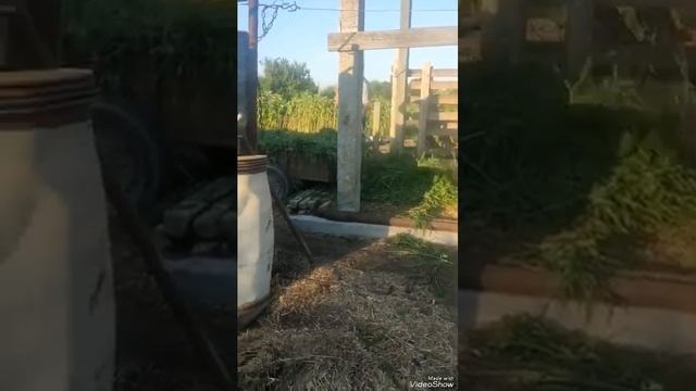У нас прибавление. Небольшой обзор хозяйства. Покос травы животным смотреть онлайн