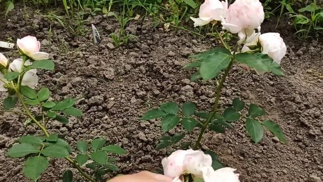 Насыщенное цветение нескольких сортов. Саженцы из "Розомании" весенней посадки. смотреть онлайн