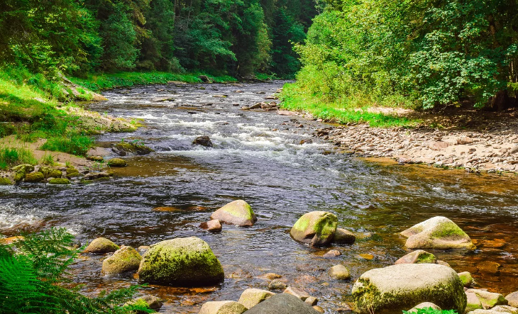Исцеляющий звук воды, щебетание маленьких птиц, ASMR , Щебетание Лесных Птиц ✦ Звуки Леса смотреть онлайн