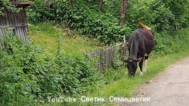 Му му му Корова возвращается в село с пастбища. Корова ест зелёную травку.The cow eats green grass смотреть онлайн